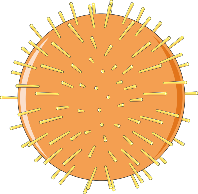 Taenia T Solium Adult Servier Medical Art