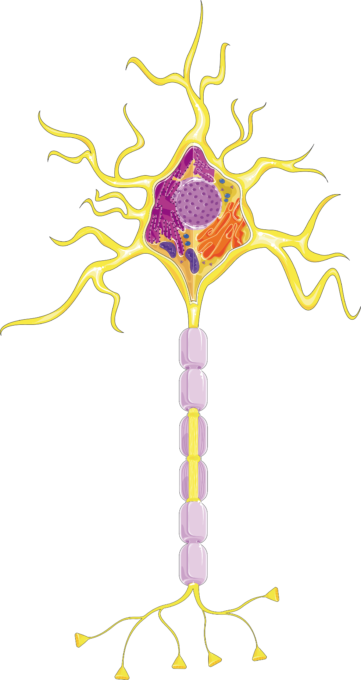 SMART Neuron with myelin, 5%