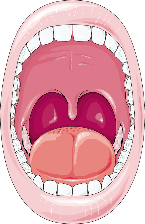 an-anatomical-review-of-trauma-to-the-mouth-and-throat-2020-11-24