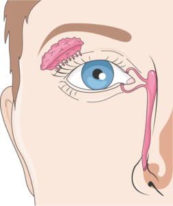 canal lacrimal