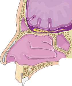 Cavité nasale
