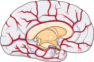 Circulation cérébrale