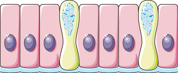 Mucous Membrane Intestinal Gland Goblet Cell Histology Colon Png Porn