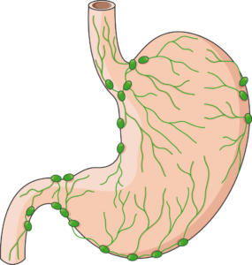 Système lymphatique (estomac)
