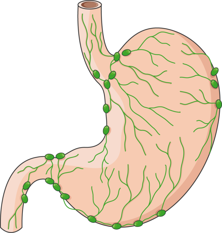 Lymphatic System Servier Medical Art