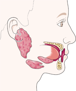 glandes salivaires