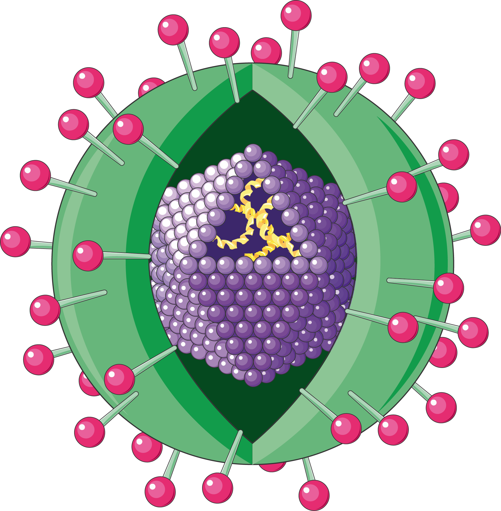 hepatitis a virus