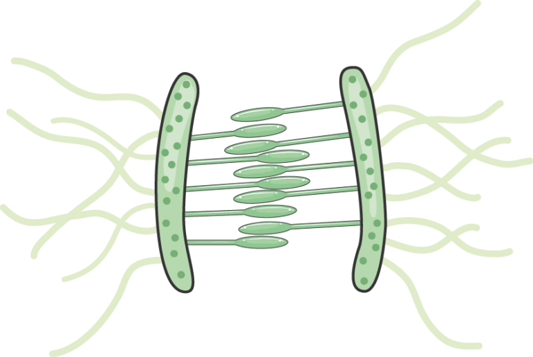 Spot desmosomes Servier Medical Art