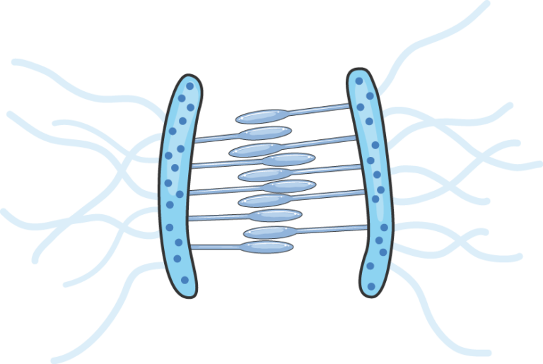 Stratified Columnar Epithelium Servier Medical Art