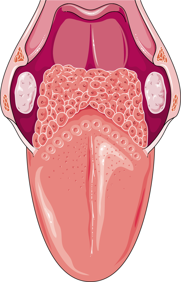 Foot tongue. Человеческий язык анатомия.