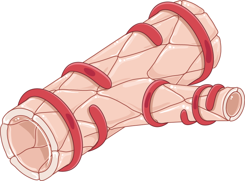 Arteriole And Smooth Muscle Cells Servier Medical Art