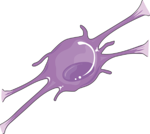 oligodendrocyte