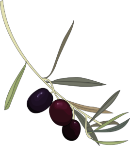 Olives branche