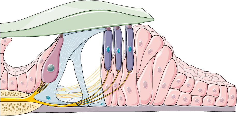 Кортиев орган строение. Кортиев орган в улитке. Кортиев орган волосковые клетки. Стереоцилии Кортиев орган.