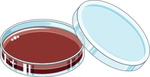 Boîte de Petri