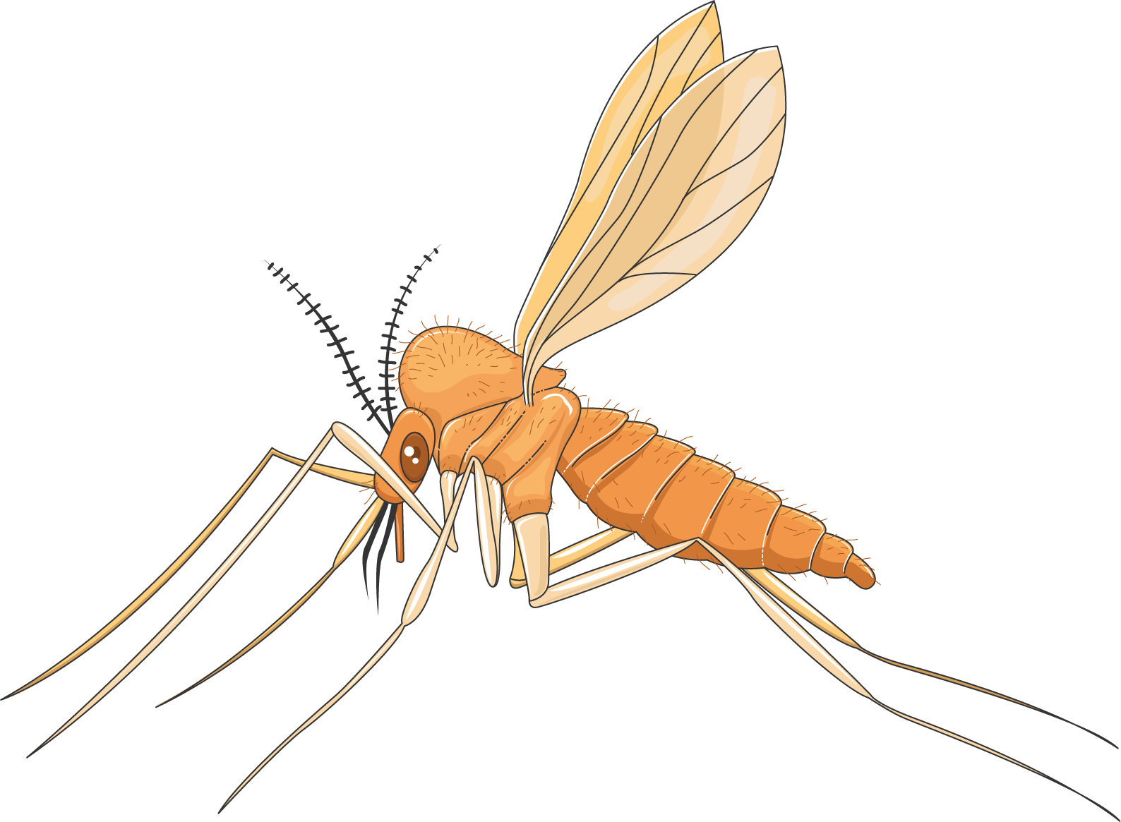 Image result for sandfly.png
