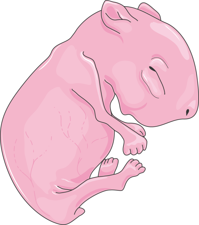 Rodents - Servier Medical Art