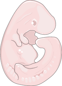 Fœtus de rat