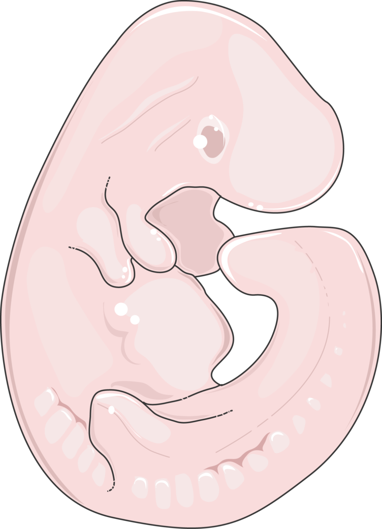 Obese mouse Servier Medical Art