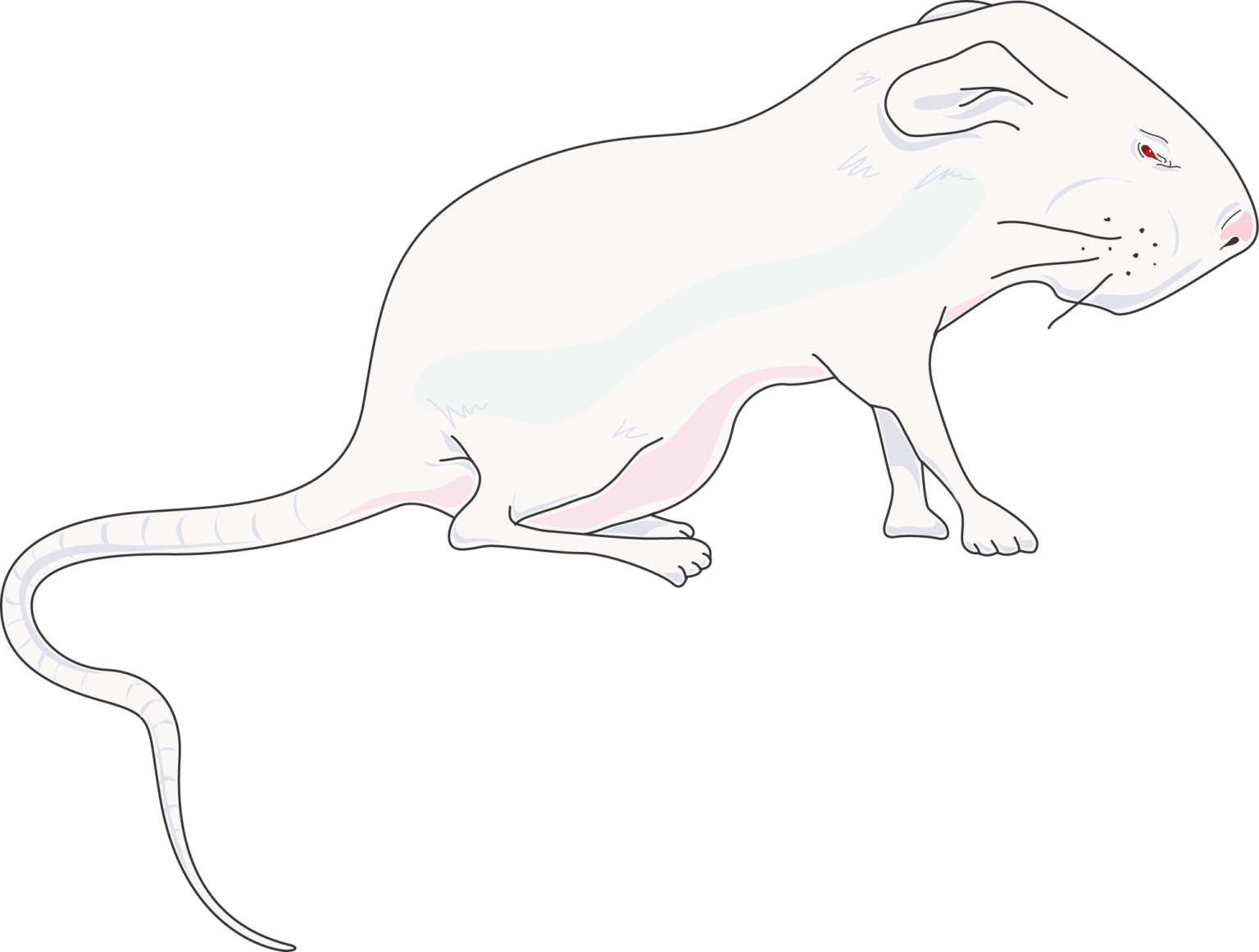 Rodents Servier Medical Art rodents-servier-medical-art