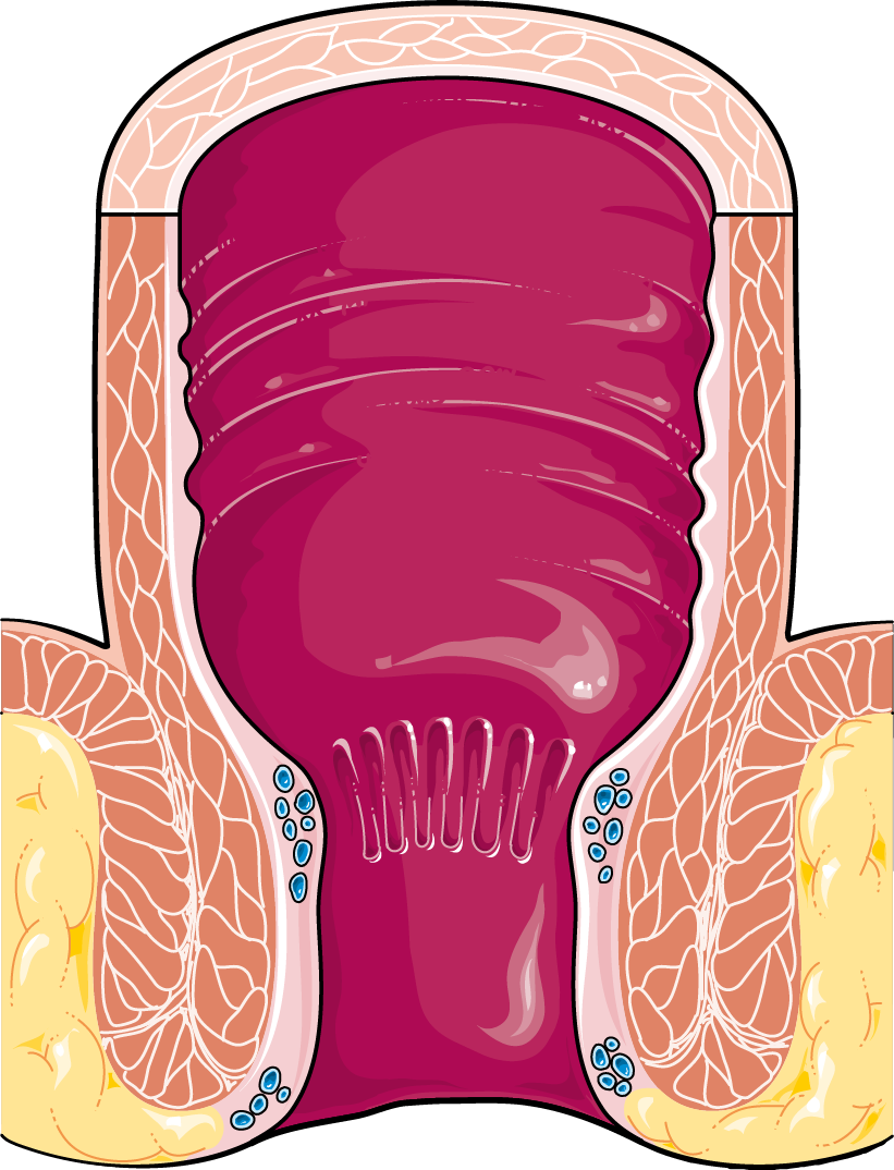 butt hole clipart