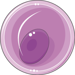 toxoplasma gamète