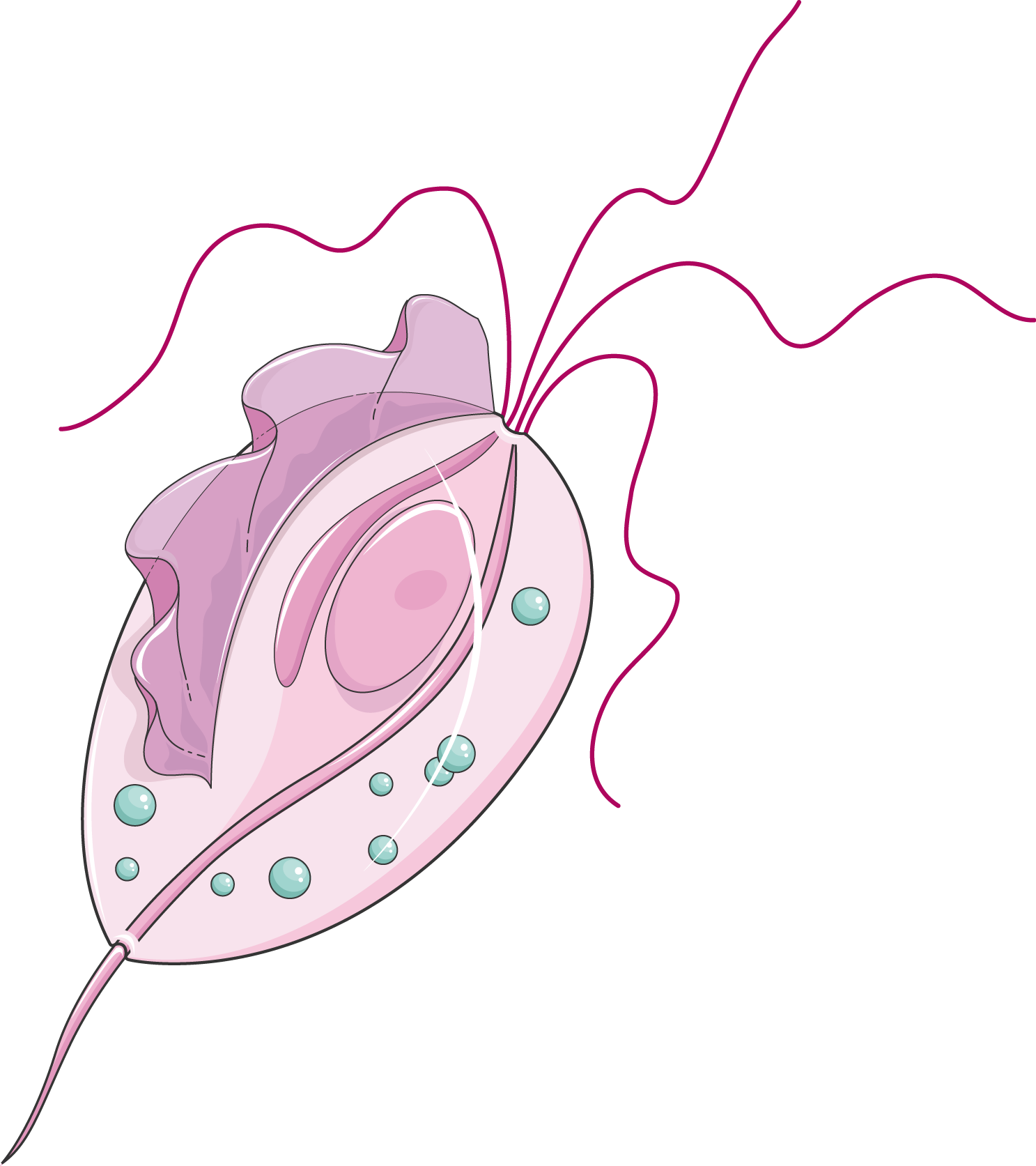 Trichomonas ok