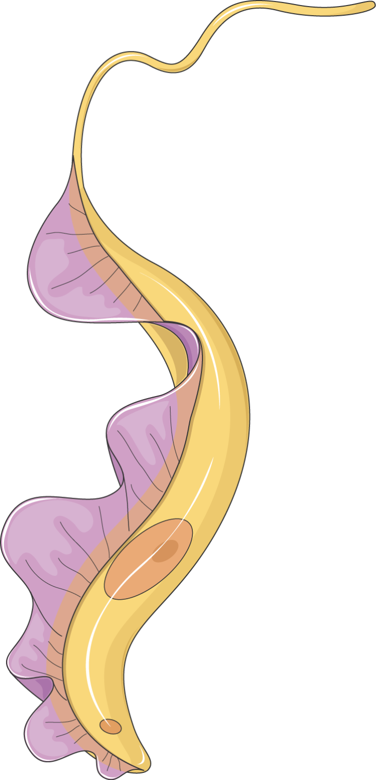 Трипанасома. Trypanosoma gambiense. Trypanosoma vittatae. Трипаносома x600. Трипаносома рисунок.