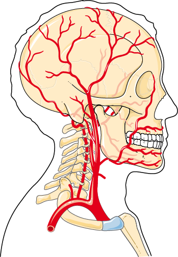 Head And Neck Arteries Servier Medical Art