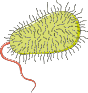 Bactérie