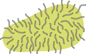 Bactérie