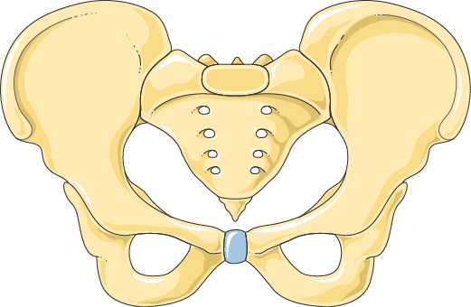 Medivisuals Normal Pelvic Support (Young Adult) Medical Illustration