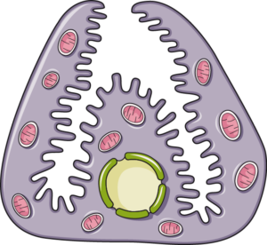 cellule bordante