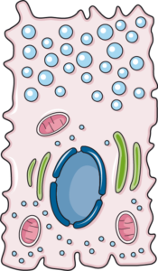cellule mucus