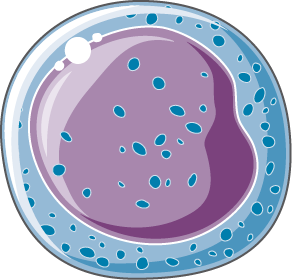 cellule progénitrice lymphoide