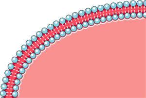 Membrane cellulaire