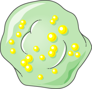 Cellule spumeuse