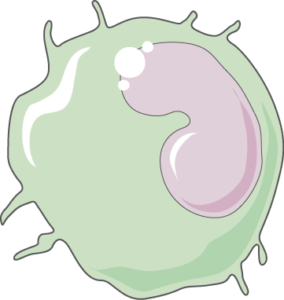 Monocyte
