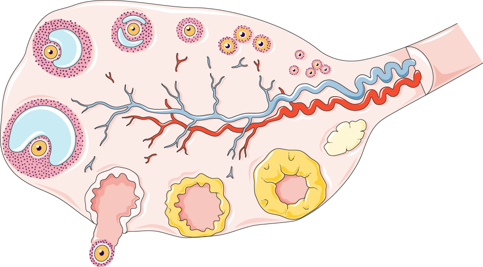 В фолликуле яичника происходит оплодотворение. Яичниковый цикл фолликулогенез. Фолликулы в яичниках анатомия. Яичник овариальный цикл. Яичники менструационного цикла.