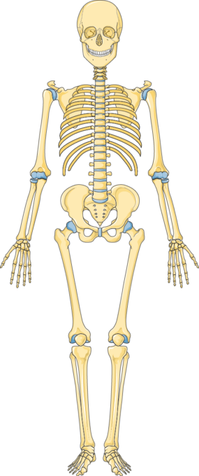 Skeleton - Servier Medical Art