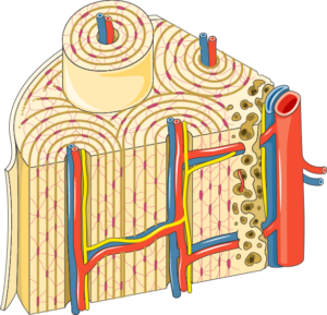 Structure osseuse