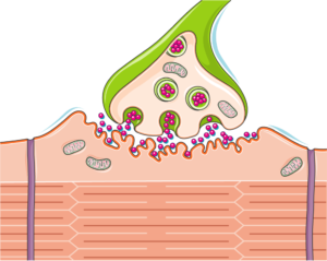 Synapse