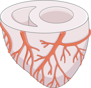 ventricule systole