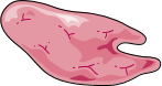 Submaxillary gland