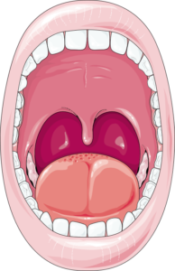 Oral cavity