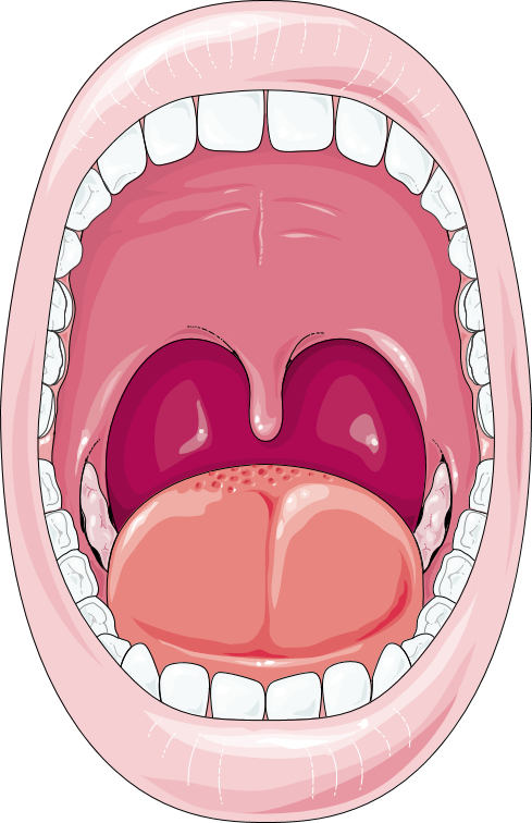 Открытая полость рта. Изображение ротовой полости. Ротовая полость рисунок.