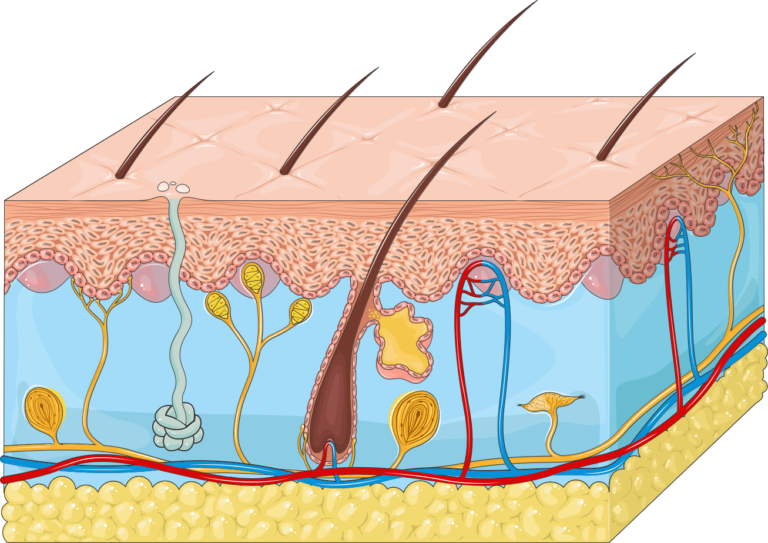 Integumentary system - Servier Medical Art