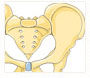 Bones