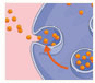 Cellular Biology and Histology