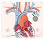 Heart and Circulatory System